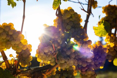 Almanya 'nın güzel üzüm bölgesi Rheingau' dan. Şarap hasat için hazır..