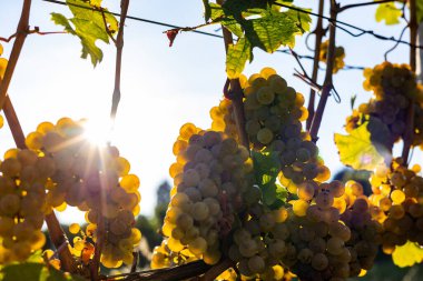 Sarmaşıkta beyaz üzüm asılı. Güneş ışınları dalların ve şarabın içinden parlıyor. Almanya 'nın güzel üzüm bölgesi Rheingau' dan. Şarap hasat için hazır..