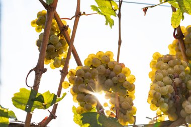 Riesling üzümleri asılıydı. Almanya 'nın güzel üzüm bölgesi Rheingau' dan. Şarap hasat için hazır..