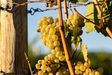 Sarmaşıkta beyaz üzüm asılı. Arka planda mavi gökyüzü. Almanya 'nın güzel üzüm bölgesi Rheingau' dan. Şarap hasat için hazır..