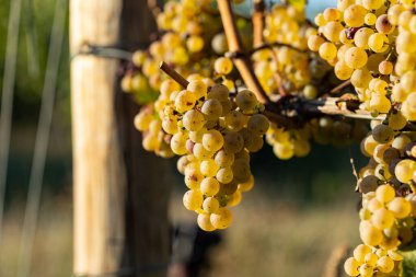 Sarmaşıkta beyaz üzüm asılı. Almanya 'nın güzel üzüm bölgesi Rheingau' dan. Şarap hasat için hazır..