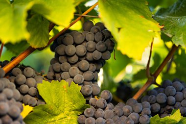 Johannisberg Rheingau.Rheingau 'da yapraklar ve dallar arasında mavi üzümler. Almanya' nın güzel üzüm bölgelerinden üzümler. Şarap hasat için hazır..