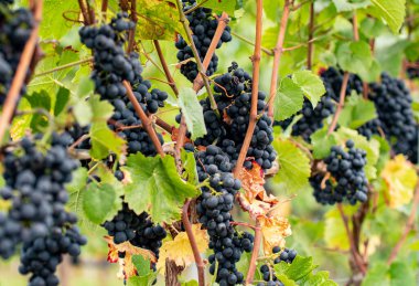 Asmadan sarkan mavi üzümler. Almanya 'nın güzel sarmaşık bölgesinden üzümler.