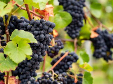 Eltville Rheingau 'da mavi üzüm. Almanya 'nın güzel sarmaşık bölgesinden üzümler.