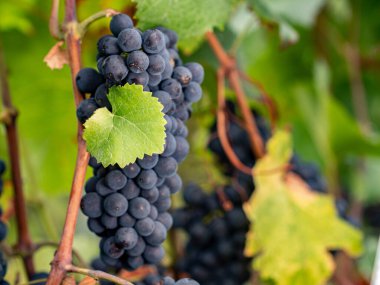 Asmadan sarkan mavi üzümler. Almanya 'nın güzel sarmaşık bölgesinden mavi üzümler.