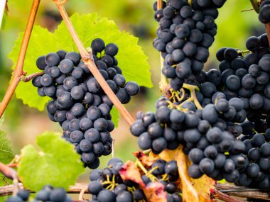 Asmadan sarkan mavi üzümler. Almanya 'nın güzel sarmaşık bölgesinden mavi üzümler.