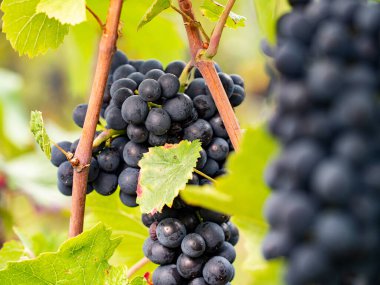 Yakın plan mavi üzümler ve ön planda bir mavi üzüm. Riesling şarabı için Almanya 'da popüler bir şarap bölgesi.