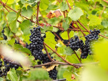 Johannisberg Rheingau 'da yapraklar ve dallar arasında asılmış mavi üzümler. Almanya 'nın güzel sarmaşık bölgesinden üzümler.
