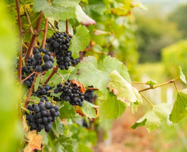 Johannisberg Rheingau 'da yapraklar ve dallar arasında asılmış mavi üzümler. Almanya 'nın güzel sarmaşık bölgesinden üzümler.