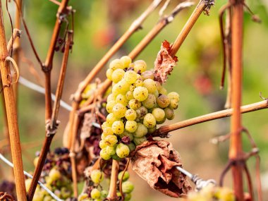 Eylül ayında Rheingau bölgesinde Braun dalları arasında olgunlaşmış Riesling üzümleri. Almanya 'nın güzel sarmaşık bölgesinden beyaz üzümler.