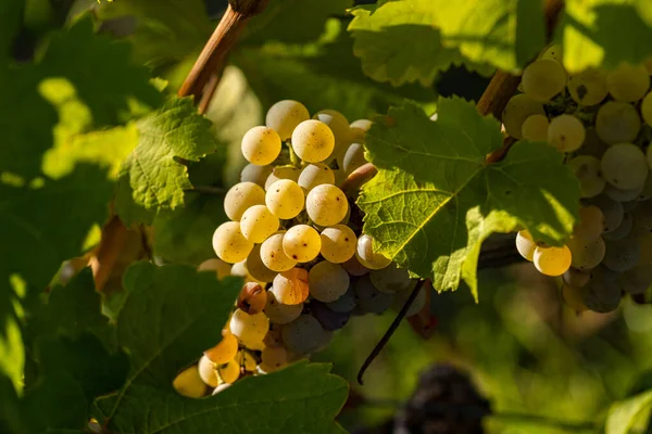 Uvas Hermosa Región Vinícola Rheingau Alemania Vino Está Listo Para — Foto de Stock