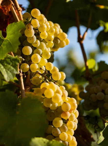 White Grape Hangs Vine Blue Sky Background Grapes Beautiful Vine — Stock Photo, Image