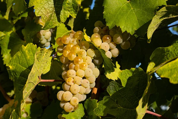 Mało Brakowało Wisiałyby Białe Winogrona Winogrona Pięknego Regionu Winnego Rheingau — Zdjęcie stockowe