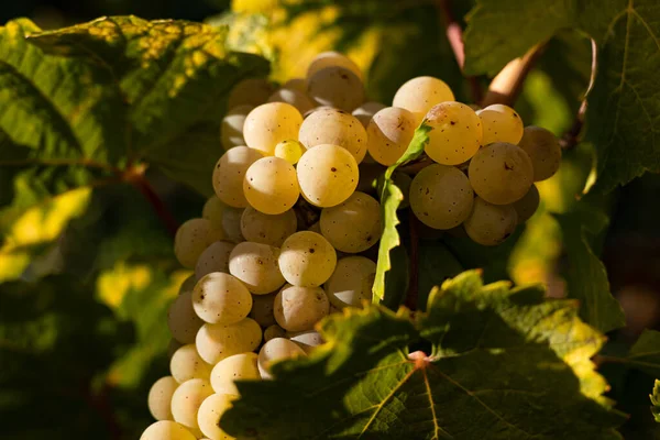 Mało Brakowało Wisiałyby Białe Winogrona Winogrona Pięknego Regionu Winnego Rheingau — Zdjęcie stockowe