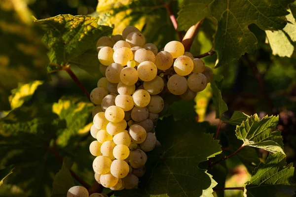 Blisko Białe Winogrona Między Zielonymi Liśćmi Winogrona Pięknego Regionu Winnego — Zdjęcie stockowe