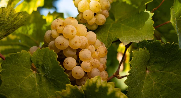 Blisko Ujęcie Białych Winogron Między Zielonymi Liśćmi Winogrona Pięknego Regionu — Zdjęcie stockowe