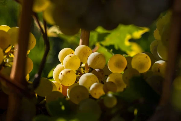 stock image Close-up of white grapes between leaves and twigs. Grapes from beautiful vine region Rheingau in Germany. Wine is ready to harvest.