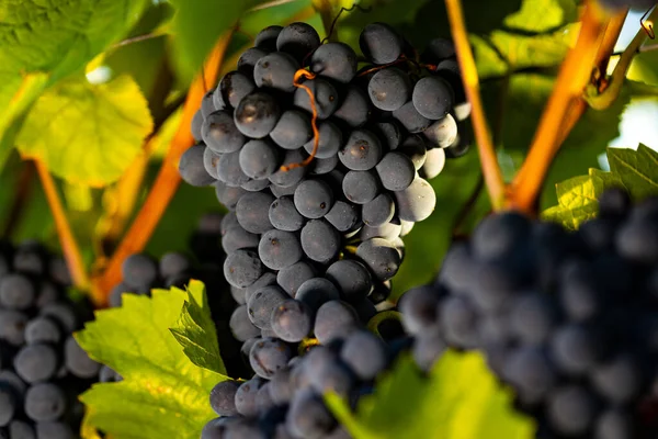 Johannisberg Rheingau 'da yapraklar ve dallar arasına yakın mavi üzümler. Almanya 'nın güzel üzüm bölgesi Rheingau' dan. Şarap hasat için hazır..