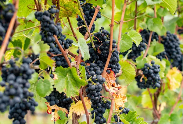 Asmadan sarkan mavi üzümler. Almanya 'nın güzel sarmaşık bölgesinden üzümler.