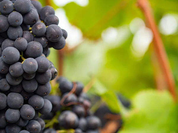 Close Blue Grapes Grapes Beautiful Vine Region Rheingau Germany — Stock Photo, Image