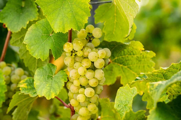 Dojrzałe Białe Winogrona Riesling Wisi Winorośli Między Liśćmi Johannisberg Rheingau — Zdjęcie stockowe