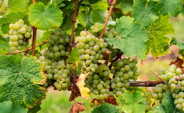 Riesling 'in olgun beyaz üzümleri Johannisberg Rheingau' daki yaprakların arasında asılıdır. Almanya 'nın güzel sarmaşık bölgesinden üzümler.