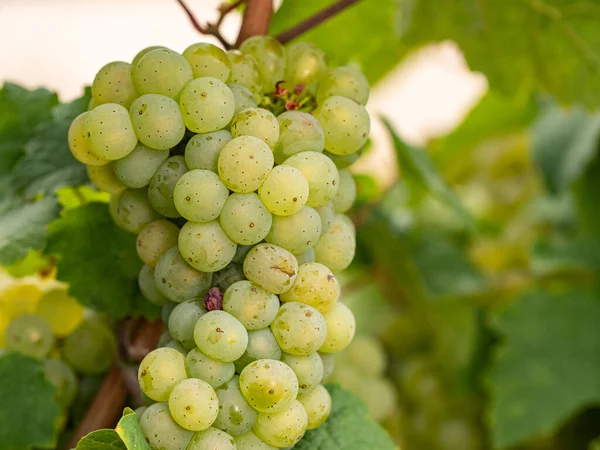 Zbliżenie Dojrzałych Zielonych Winogron Riesling Wiszących Pod Liśćmi Winogrona Pięknego — Zdjęcie stockowe