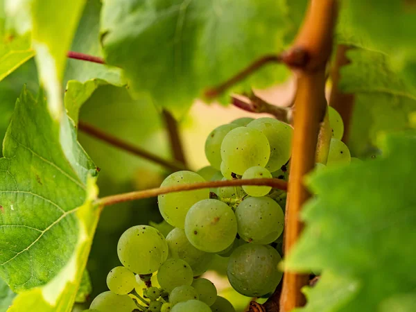 Ekstremalne Zbliżenie Białych Winogron Urlopem Winogrona Pięknego Regionu Winiarskiego Rheingau — Zdjęcie stockowe