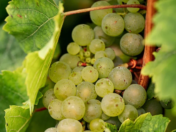 Zbliżenie Dojrzałe Białe Winogrona Riesling Winogrona Pięknego Regionu Winiarskiego Rheingau — Zdjęcie stockowe