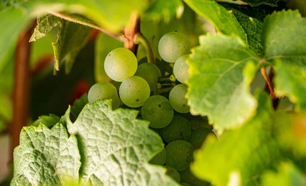 Zbliżenie Białych Winogron Urlopem Winogrona Pięknego Regionu Winiarskiego Rheingau Niemczech — Zdjęcie stockowe