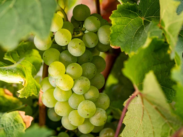 Blisko Białe Winogrona Urlopem Winogrona Pięknego Regionu Winiarskiego Rheingau Niemczech — Zdjęcie stockowe