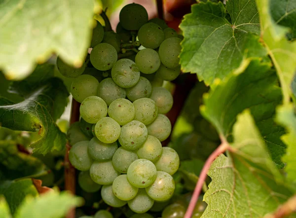 Blisko Białe Winogrona Urlopem Winogrona Pięknego Regionu Winiarskiego Rheingau Niemczech — Zdjęcie stockowe