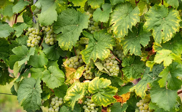 白色的葡萄挂在美丽的葡萄藤上 德国莱茵瑙美丽葡萄地区的葡萄 — 图库照片