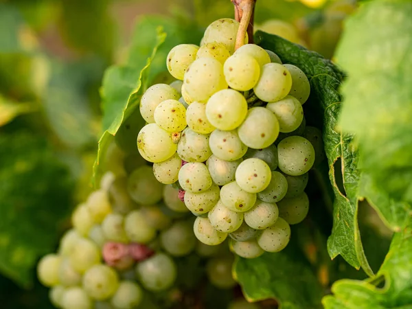 Winogrona Bliska Winogrona Pięknego Regionu Winiarskiego Rheingau Niemczech — Zdjęcie stockowe