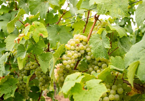 白ブドウがぶどうにかかっている ドイツの美しいブドウ産地ラインナウのブドウ — ストック写真