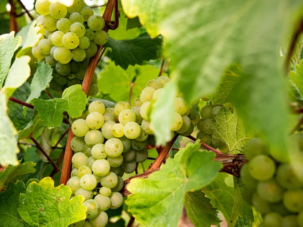 Białe Winogrona Wiszące Winorośli Winogrona Pięknego Regionu Winiarskiego Rheingau Niemczech — Zdjęcie stockowe