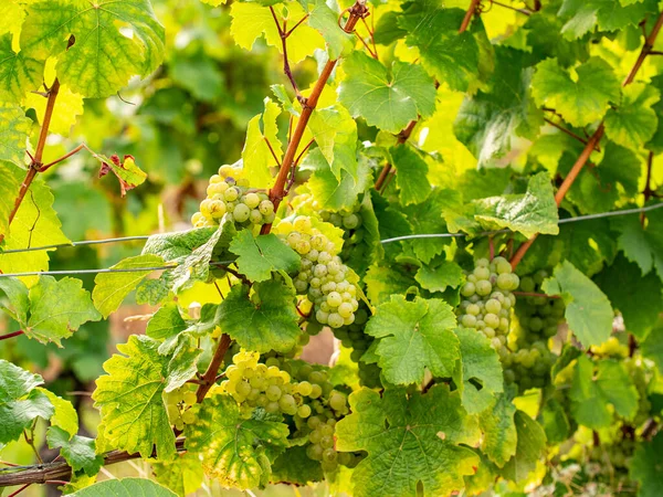 Riesling 'in olgun beyaz üzümleri Rheingau' da asılıdır. Almanya 'nın güzel sarmaşık bölgesinden üzümler.