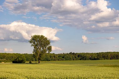 Rodheim, Wetterau, Hessen, Almanya, Haziran 2020: Çalı ve buğday tarlasında bir ağaç bulunan manzara, mavi gökyüzü ve biraz bulut. Orman arka planda.