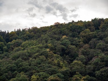 Rheingau, Hessen, Almanya Eylül 2021: Ren nehri üzerindeki yeşil ormanlı dağlara bakın. Güzel Rheingau bölgesi, turizm ve dalgalı şaraplarıyla bilinir..