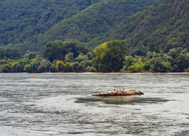 Rheingau, Hessen, Almanya Eylül 2021: Rhein nehrine bakın. Kuşlarla dolu küçük bir ada. Arkasında yeşil orman olan dağlar. Güzel Rheingau bölgesi. Turizm ve şaraplarıyla tanınırlar..