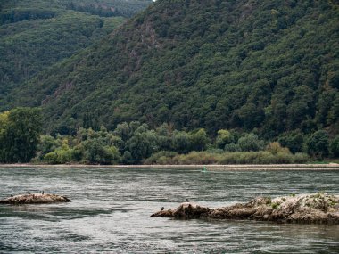 Rheingau, Hessen, Almanya Eylül 2021: Rhein nehrine bakın. Kuşlarla dolu küçük bir ada. Arkasında yeşil orman olan dağlar. Güzel Rheingau bölgesi. Turizm ve şaraplarıyla tanınırlar..