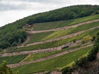 Rheingau, Hessen, Almanya, Eylül 2021: Rheingau üzüm bağı, Eylül ayında sarmaşıklar sıralanan kayalık duvarlar. Riesling şarabı ve diğer üzüm türlerinin yetiştirilmesi. Popüler turizm alanı.