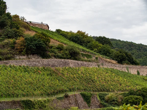 2021 헤센의 Rheingau Rheingau 포도원 월중에 포도나무가 줄줄이 늘어서 포도주를 — 스톡 사진