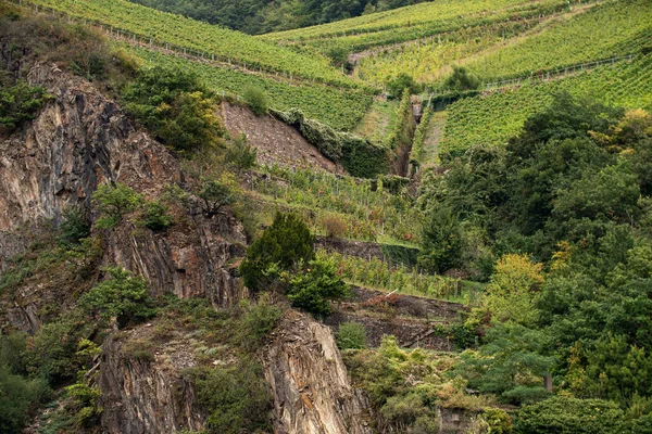 2021 헤센의 Rheingau Rheingau 포도원 월중에 포도나무가 줄줄이 늘어서 포도주를 — 스톡 사진