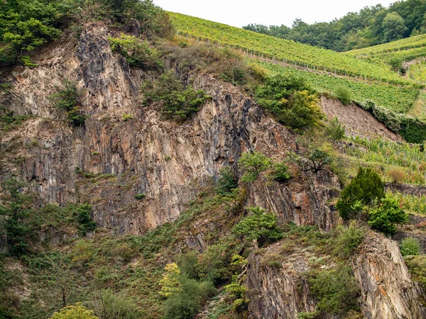 莱茵瑙 德国黑森 2021年9月 莱茵瑙葡萄园 9月间 一排排的葡萄树形成了陡峭的岩石墙 栽培葡萄酒和其他类型的葡萄 热门旅游区 — 图库照片