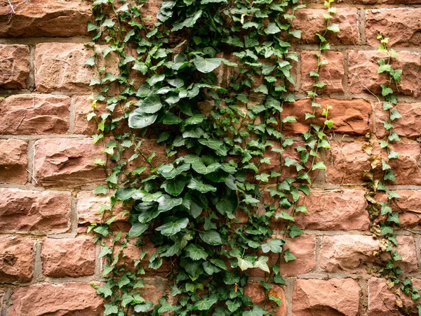 Red sandstone brick wall with green ivy. Plant on the wall