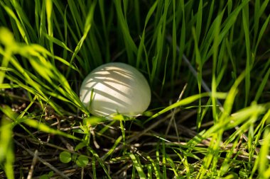 Çayırdaki beyaz mantarın başı. Çim yaprakları arasındaki işlenmemiş beyaz mantarı kapat..