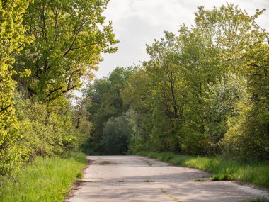 Ağaçlar ve çalılarla çevrili terk edilmiş bir cadde. Doğadaki boş yol. İlkbaharda Ockstadt, Hessen, Almanya, Mayıs 2022 yakınlarındaki çalılar ve ağaçlarla kural sahnesi. 