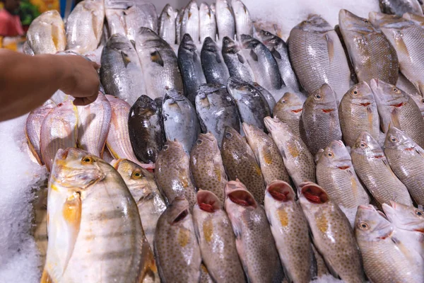 Єднані Арабські Емірати Дубай Дейра Риболовецький Ринок Квітень 2023 Роздрібні — стокове фото