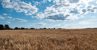 Almanya, Hessen, Wetterau - 07. Temmuz 2023: Olgun buğday tarlası, hasat zamanı. Bulutlu mavi gökyüzü. Arka planda ağaçlar ve çalılar var. Tarım, doğa, tarım arazisi, mahsul ve tahıl.